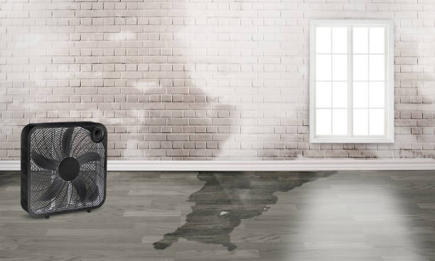 Best Water damage contractors near me  in Warrenvle, IL